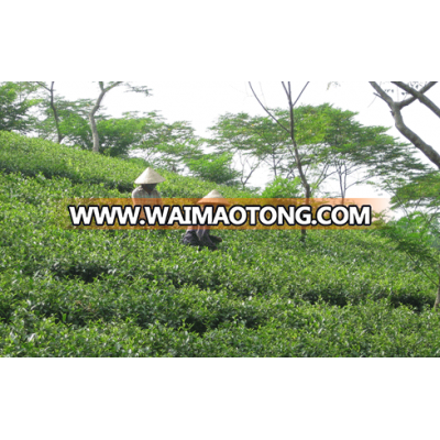 Vietnam CTC Black Tea high quality